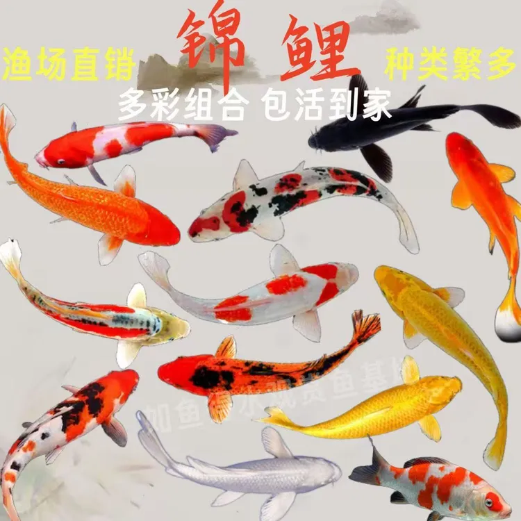 10-20厘米超大尺寸11条三色红白介子包邮血统锦鲤好养耐活观赏鱼