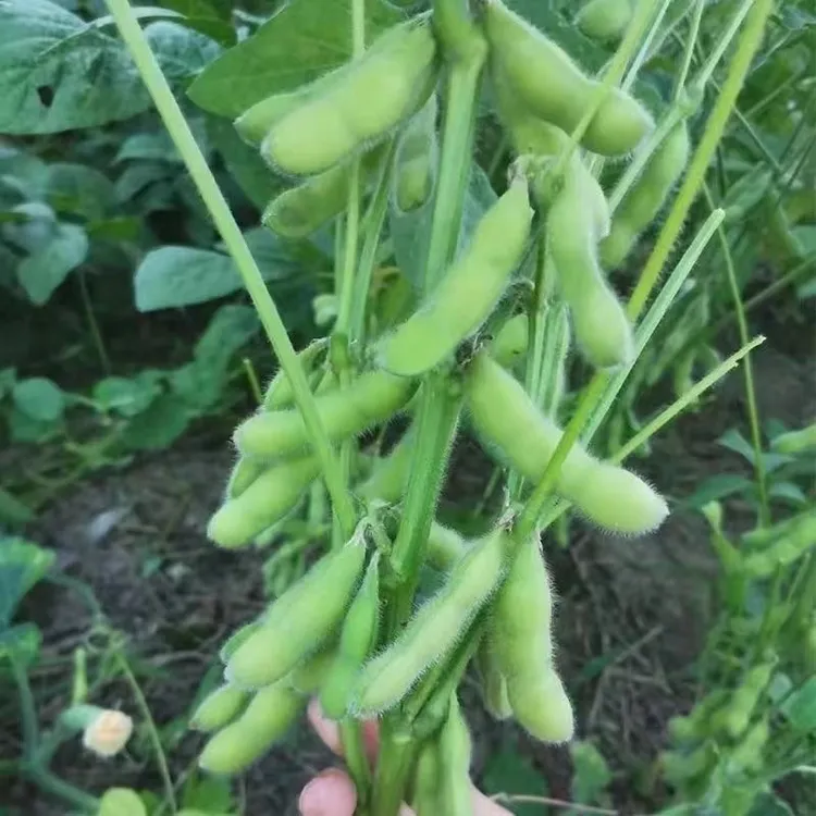 包邮农家毛豆新鲜带壳现采现发当季应季蔬菜嫩毛农家菜