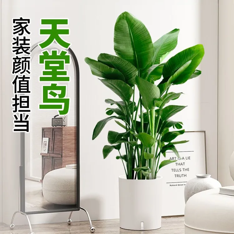 天堂鸟招财绿植盆栽客厅耐寒好养护懒人绿植好活室内净化空气
