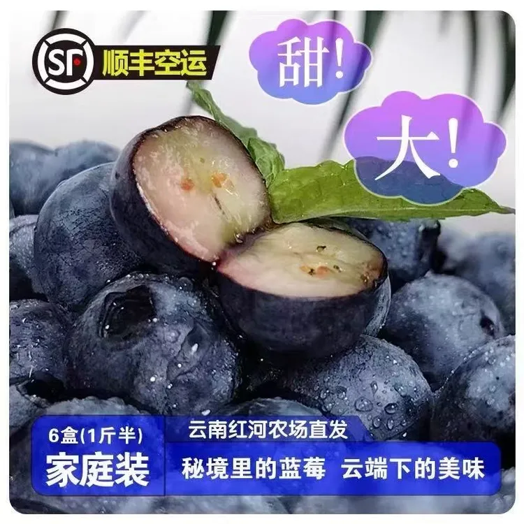 云南澄江花香蓝莓现摘现发脆甜多汁孕妇顺丰特快产地直发