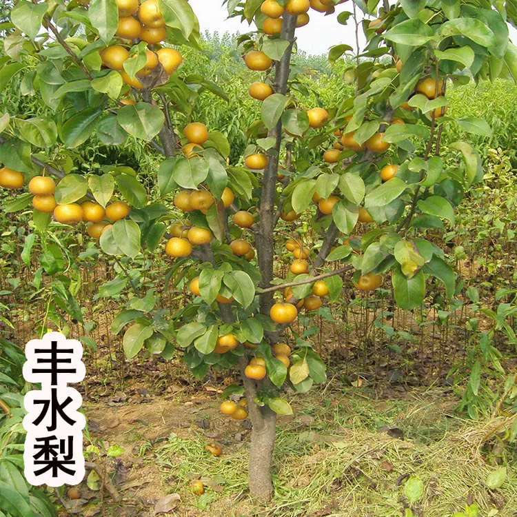 梨树果苗嫁接苗翠冠梨树丰水梨子树苖地栽当年结果梨树苗果树果苗