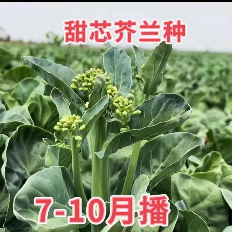 【全店满5元包邮】四季甜芥兰种籽芥兰菜甜脆芥蓝阳台盆栽