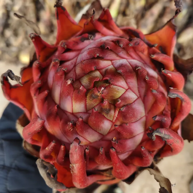 多肉直播间一物一拍地涌红莲
