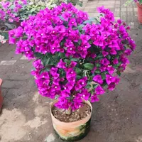【云南紫】安格斯三角梅基地直发四季勤花爬藤不带花