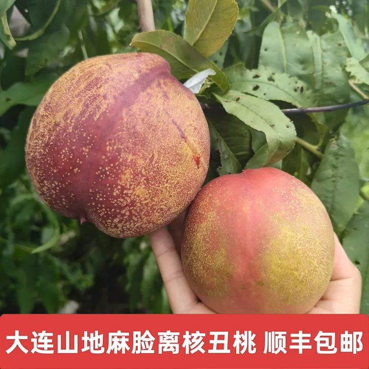 【顺丰包邮大连丑桃】大连山区麻脸离核油桃丑桃礼盒装钱数九酸甜口