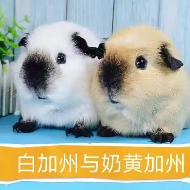 荷兰猪活体活物宠物豚鼠天竺鼠加州美泰可上手可繁殖家庭养殖场