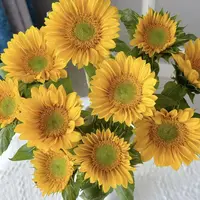 【绿心向日葵】鲜切花好养爆花云南基地顺丰直发