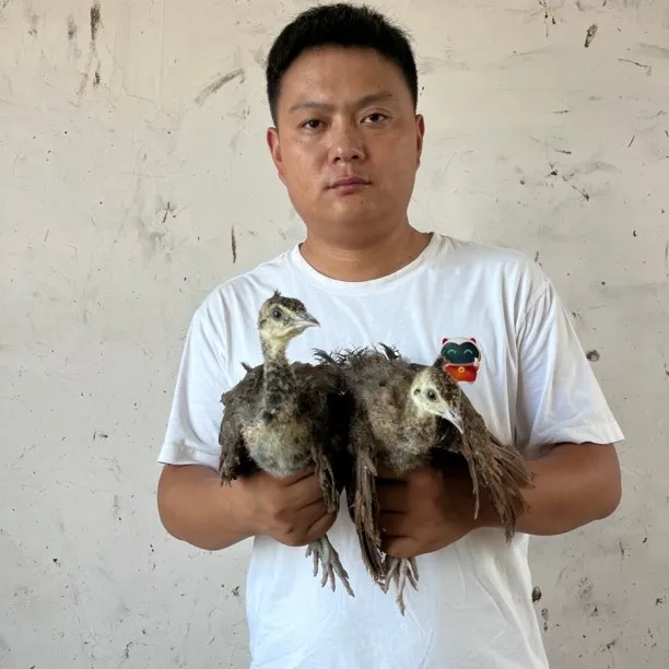 蓝孔雀幼苗宠物鸡顺丰多地包邮