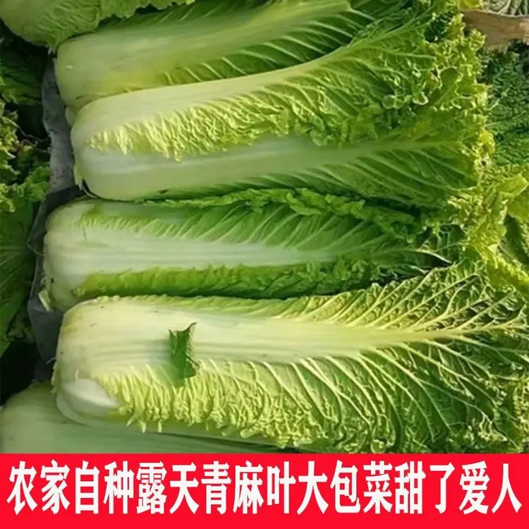 贵州高山本地青口白杆杆多叶子少煮素菜吃火锅必备清甜可口