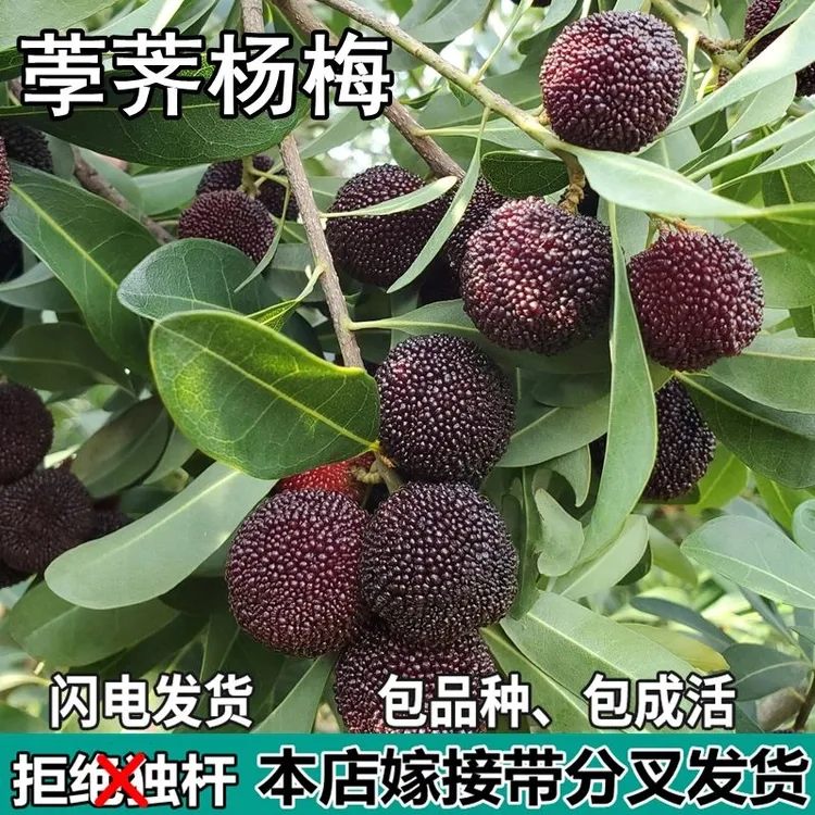 荸荠杨梅苗树地栽南北方庭院阳台盆栽种植嫁接特大果树苗当年结果
