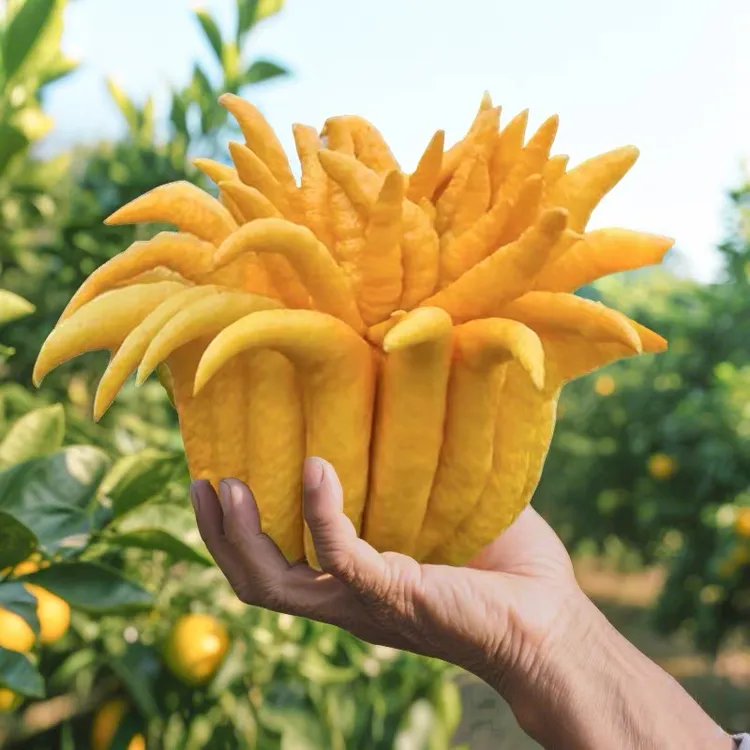 S2高山当季鲜采佛手柑有机种的果香巨浓爆汁清甜泡茶润喉绝了新鲜