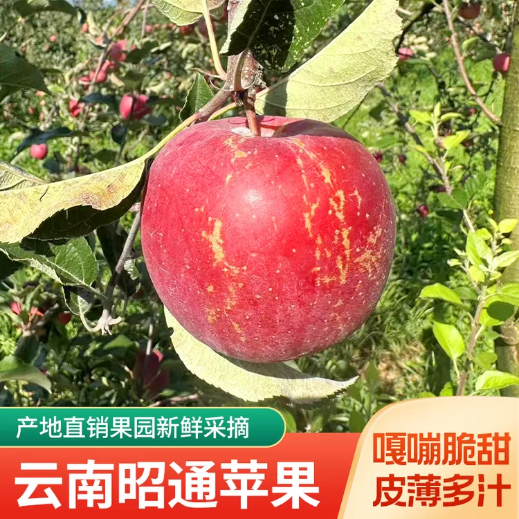 正宗云南昭冰糖心苹果丑苹果产地直发新鲜采摘冰糖心水果脆甜多汁商品图