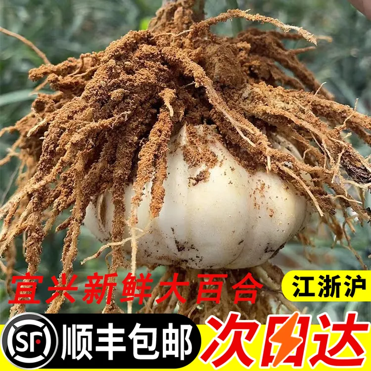 【微苦】宜兴百合大号百合农家新鲜蔬菜时令蔬菜顺丰发货粉糯清香
