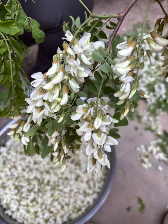 新鲜洋槐花槐树米山野菜农家菜时令蔬菜