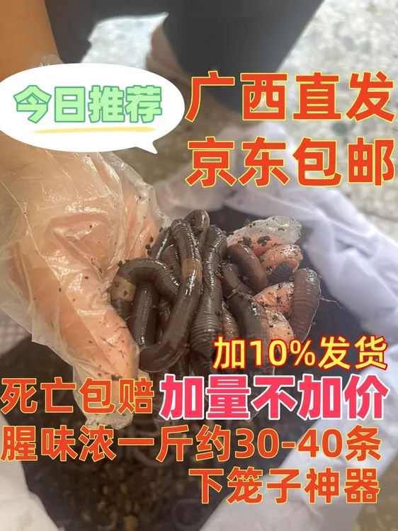 广西黑蚯蚓（中大号）腥味活饵足强逮黄鳝钓罗非鱼鲶鱼饵料鲳鱼