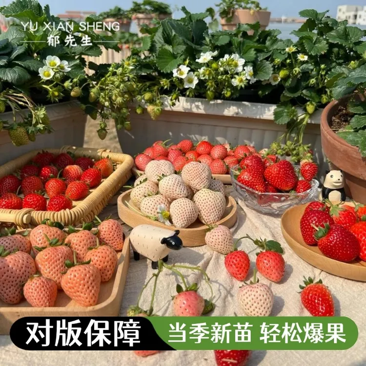 郁先生草莓苗盆栽原盆原土食用带盆奶油红颜丹东99隋珠天使ae春季