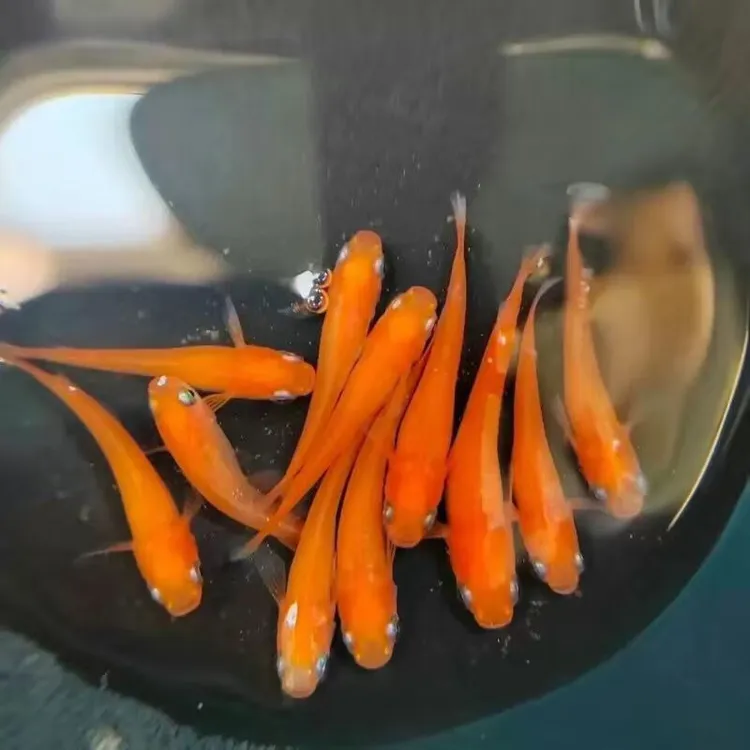 观背青鳉鱼冷水淡水观赏鱼不用打氧过滤好饲养活体运输