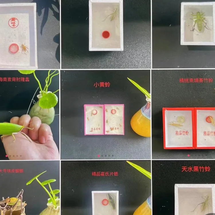 竹蛉绿蝈蝈铁蝈蝈小黄蛉黑紫竹蛉青竹蛉黑虫鸣虫链接