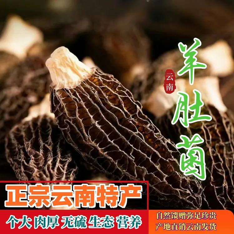 【云南特产】正宗羊肚菌当季头茬肉厚无沙新货精品羊肚菌滋补煲汤菌
