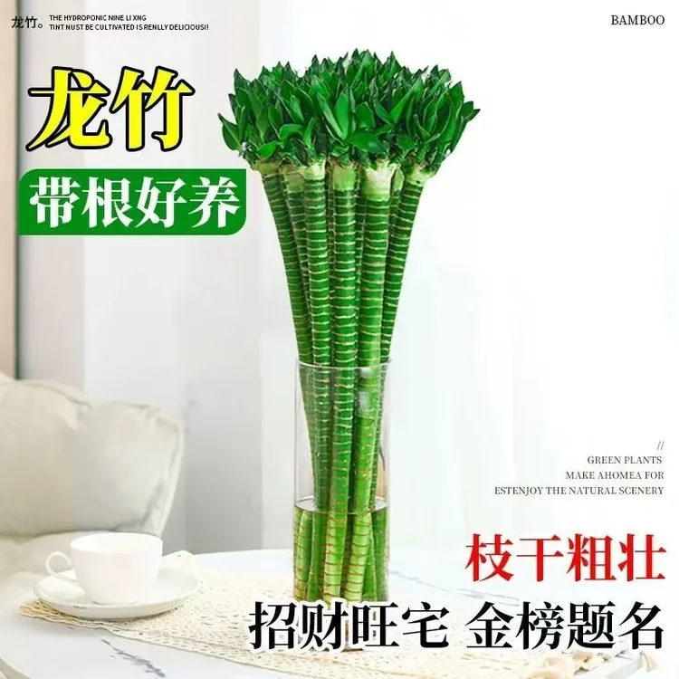 龙竹文昌竹水养富贵转运竹节节高水培植物室内装饰