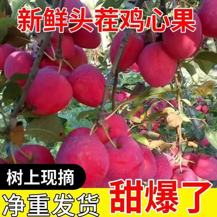 现摘鸡心果东北鸡心果海棠果酸甜多汁花牛小苹果果园直发包邮