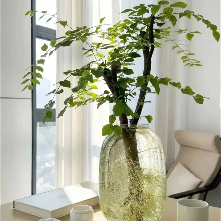 [小叶女贞]鲜切枝室内水培绿植好养活赏叶赏枝居家软装茶室摆件商品图