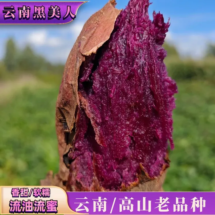 云南高山黑美人紫薯糖心红土产地直发烤地瓜沙地紫薯软糯香甜流油