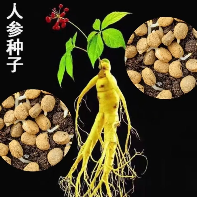 【人参种子】家庭阳台小院四季种植盆栽地栽易种易活