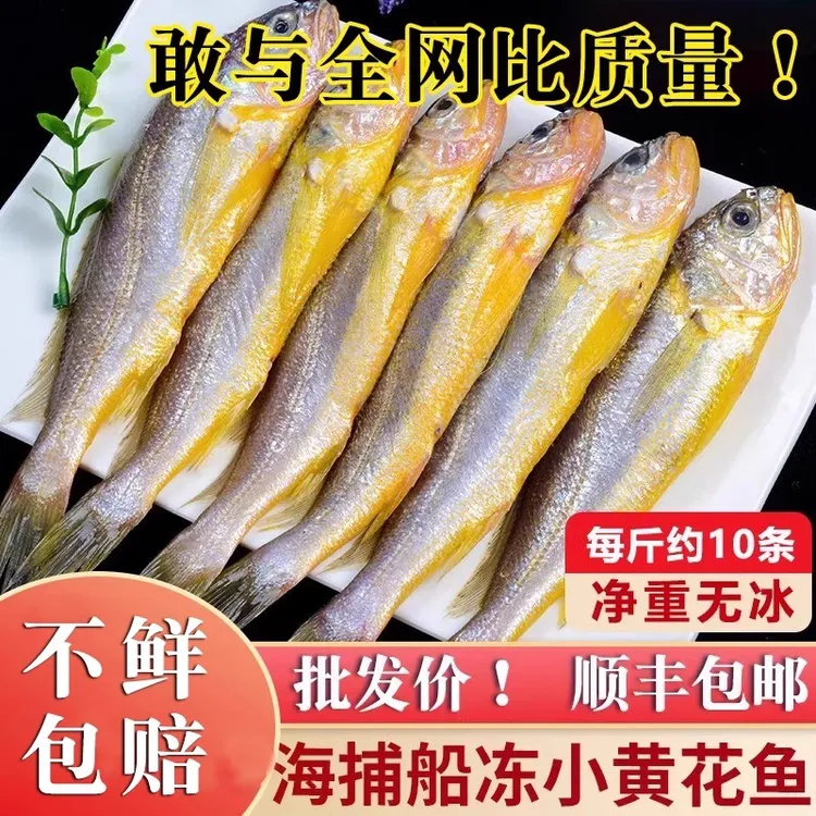 纯野小黄花鱼新鲜冷冻生深海鱼黄花鱼烧烤饭店海鲜500g顺丰包邮