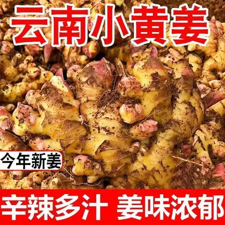 2025年现挖新姜辛辣高山云南小黄姜嫩姜生姜3斤5斤批发