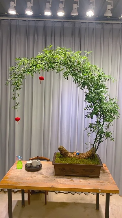 一物一拍簕竹盆景网红竹室内外可养成品盆景绿植四季开花结果