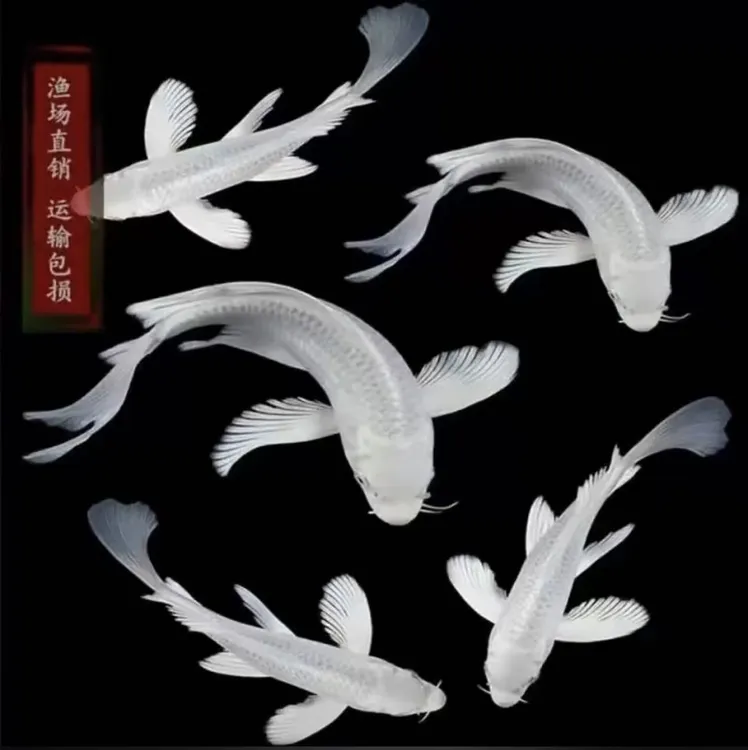 蝴蝶鲤锦鲤普身观赏鱼冷水好养耐活包邮蝴蝶鲤观赏鱼