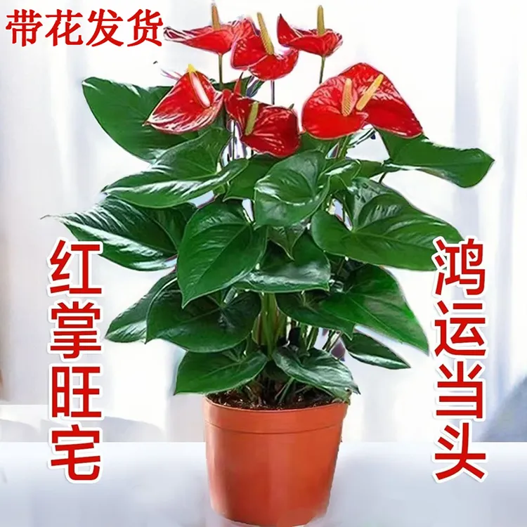 红掌白掌盆栽带花一帆风顺花卉植物室内绿植水培鸿运当四季好养