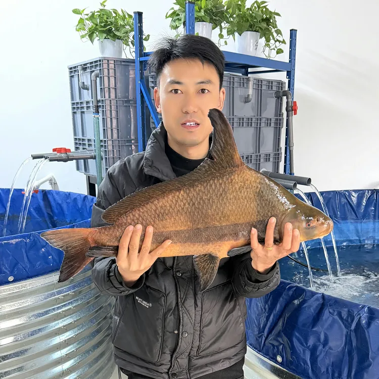 胭脂鱼亚洲美人鱼一帆顺风送礼佳品可以食用观赏活鱼顺丰包邮