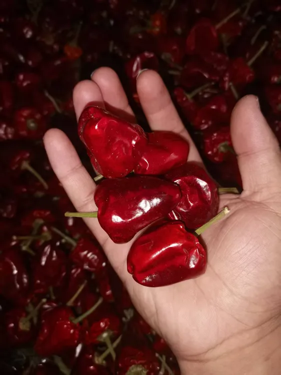 灯笼椒微辣正宗美味珠子椒圆子椒爆香