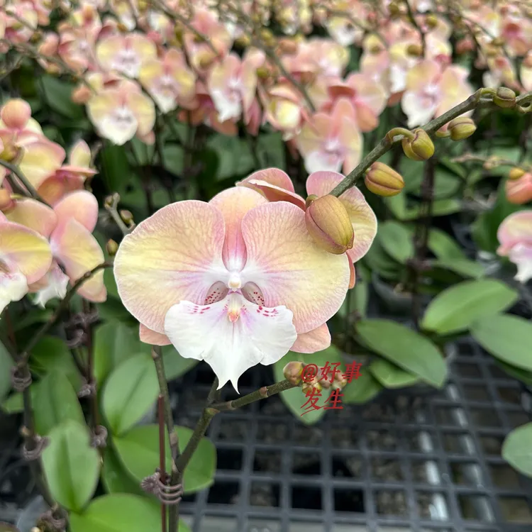 网红品种彩虹独角兽3寸加高杯