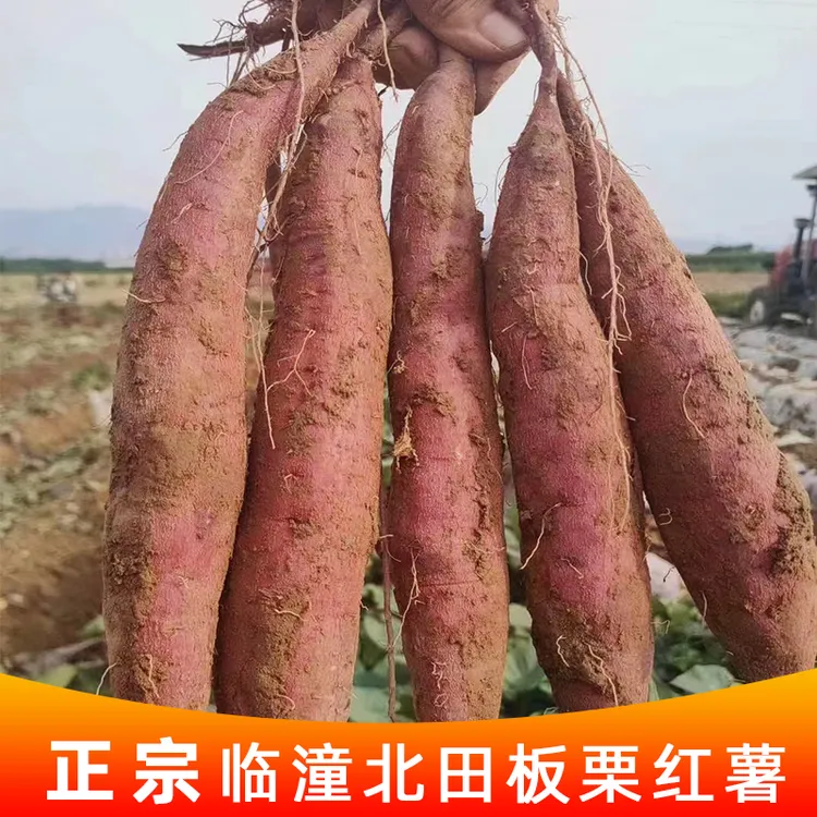 【产地直发】陕西临潼北田板栗红薯干面甜丝少3斤4.5斤g