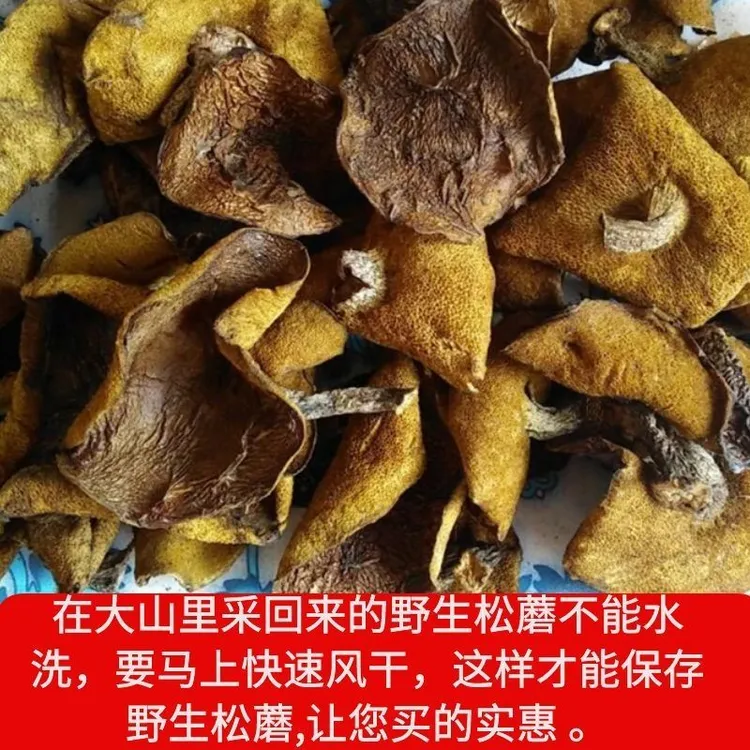 东北松蘑特产干货小鸡炖蘑菇松菇山饿子松娥粘蛾子粘团子蘑菇