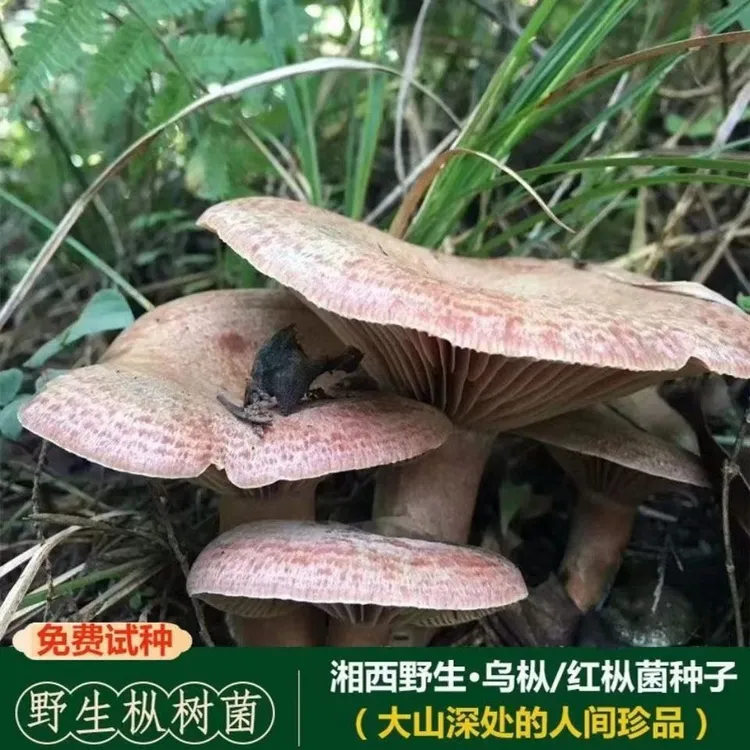 松菌菌种乌枞菌菌种鹅绒菌菌种补发菌种黄枞菌菌种人工种植菌包