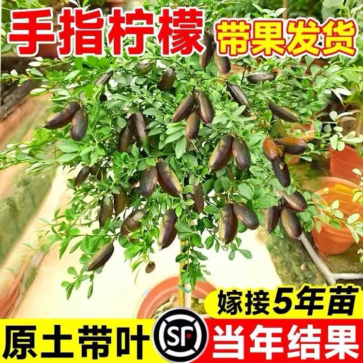 手指柠檬树苗澳洲新品种柠檬苗嫁接指橙当年结果精选种植盆栽地栽
