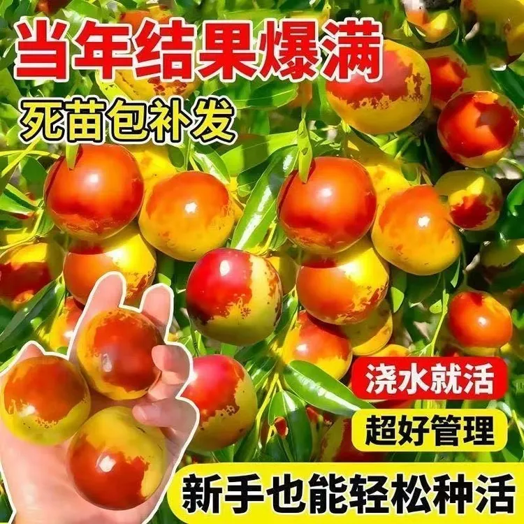 冰糖脆枣树苗庭院室外种植枣树苗盆栽地栽南北方种脆汁多甜果树苗
