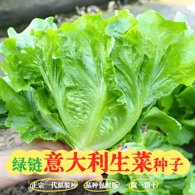 【意大利生菜种子】原装高产蔬菜正宗基地使用植株菜籽菜园子四季播