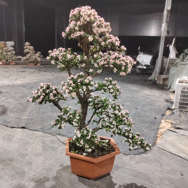 金枝玉叶迎客松造型盆景绿植128