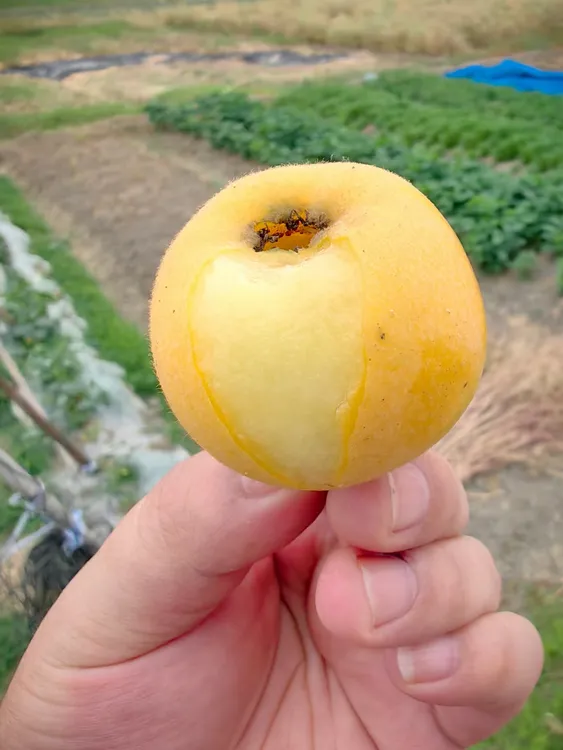 现采现发苏州东山白玉枇杷大果一箱72粒