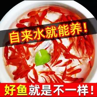 5cm—8cm 20条 观赏鱼火焰红草金鱼