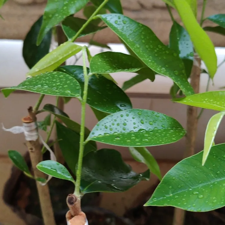 奇楠沉香嫁接苗，虎斑2号（纯正）