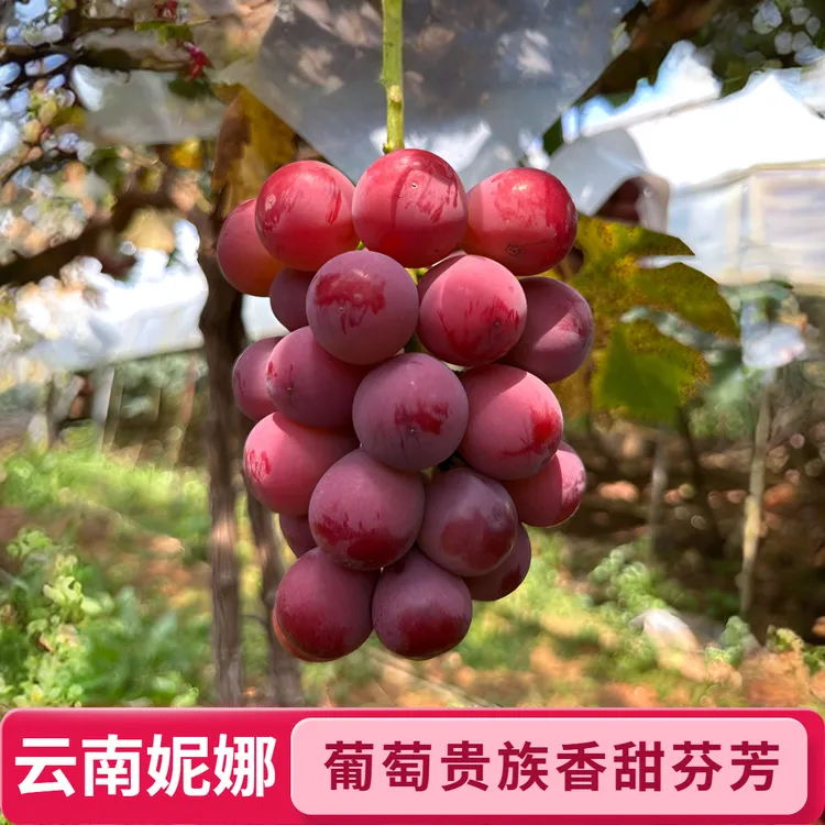 云南优生产区 | 特级妮娜皇后葡萄 | 礼盒顺丰空运包邮