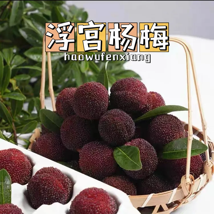 浮宫杨梅当季新鲜水果【京东快递】