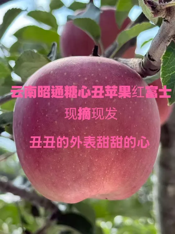 云南昭通丑苹果当季水果脆甜多汁冰糖心现摘新鲜红富士小果