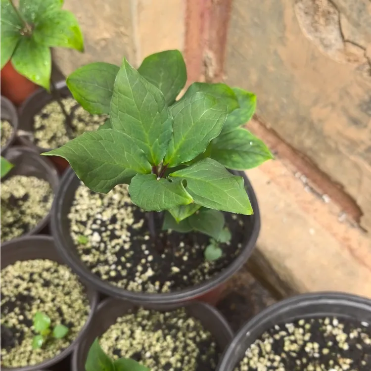 云南滇重楼七叶一枝花小苗绿植花卉可种于阳台小院四季可种